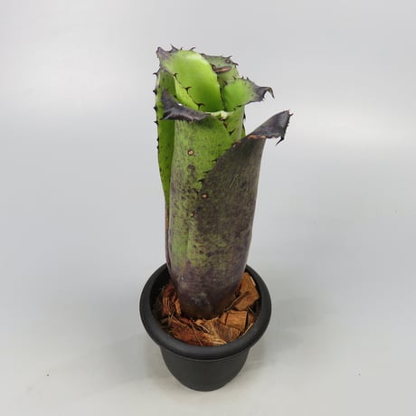 Hohenbergia Special Spine