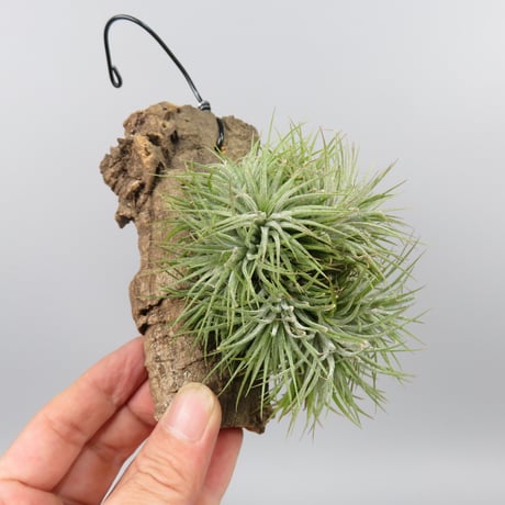 Tillandsia 'Pleiades' cv. of ionantha (Clump)