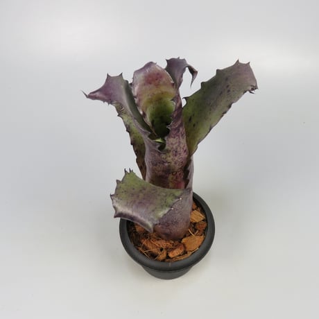 Hohenbergia sp. 357