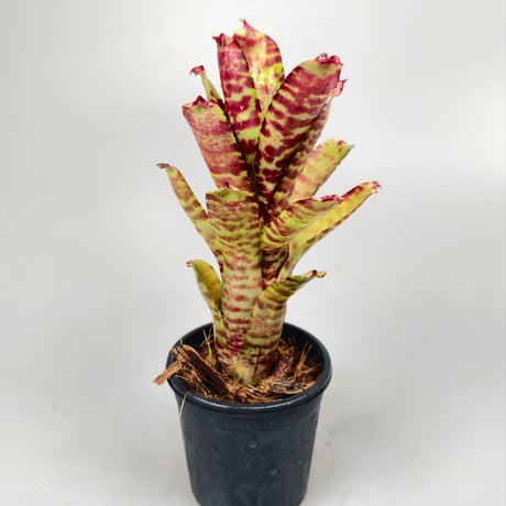 Neoregelia (lilliputiana x BAM) x (lilliputiana x punctatissima)