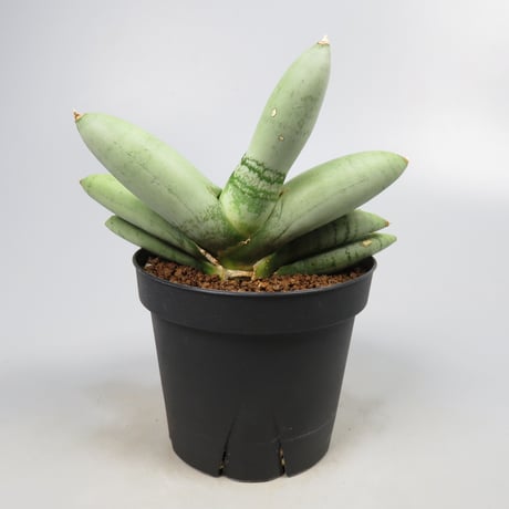 Sansevieria boncel platinum from Yoky plant