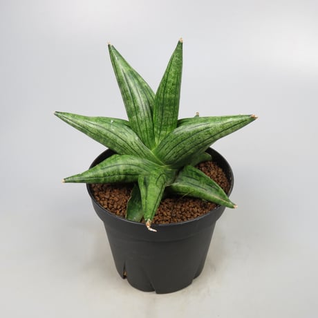 Sansevieria Taurus from Yoky plant