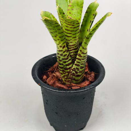Neoregelia punctatissima Yellow