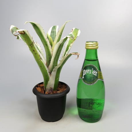 Hohenbergia 'Karla' (BCR11568) ex Hermann Prinsler