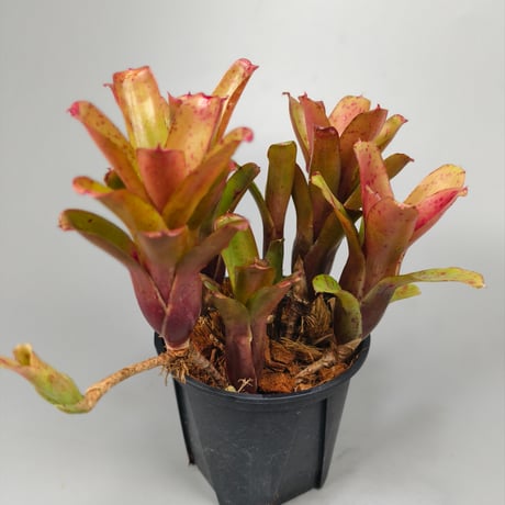 Neoregelia Chiquita Linda Bromeliad Cultivar Register (3598)