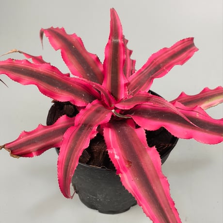 Cryptanthus bivittatus 'Power Pink' ex WICHA
