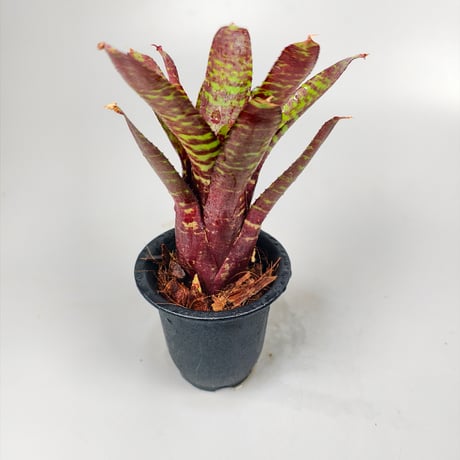 Neoregelia punctatissima 'Joao Marcio' x 'Alley Cat'