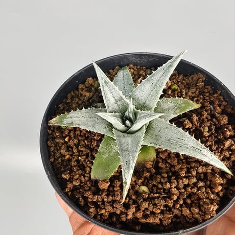 Dyckia Zebra Billbaker Hybrid