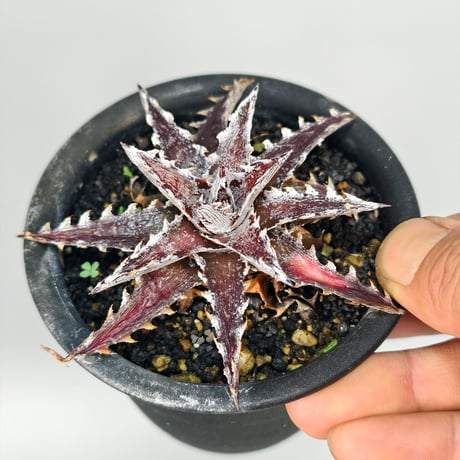 Dyckia 'Z'gok' x 'LittleWing'