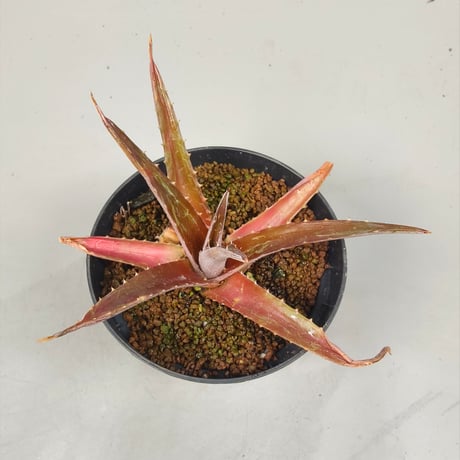 Dyckia platyphylla (Ex Red) ex SN