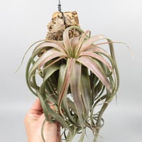 Tillandsia 'Love Knot'