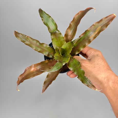 Cryptanthus 'Martini Olive' Bromeliad Cultivar Register (10186)