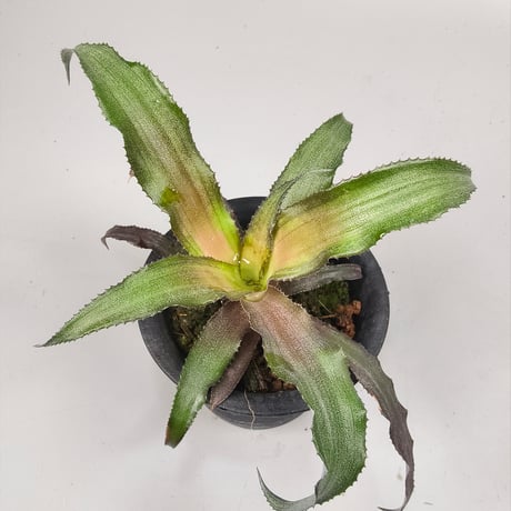 Cryptanthus 'Pixie' Bromeliad Cultivar Register (1970)