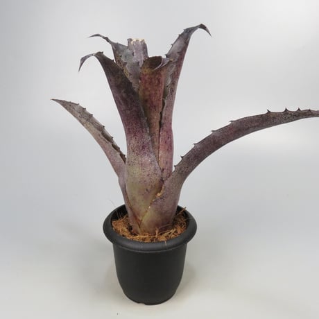 Hohenbergia leopoldo-horstii Hawaii form