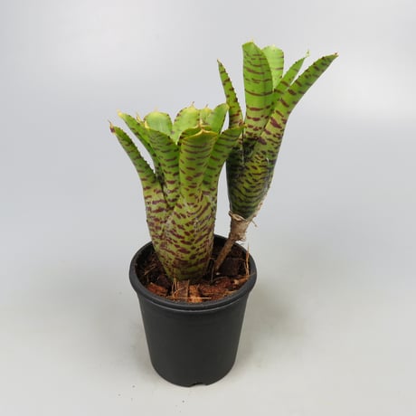 Neoregelia punctatissima Yellow form