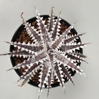 Dyckia 'Freddy's Wing' Otto Bromeliad Hybrid