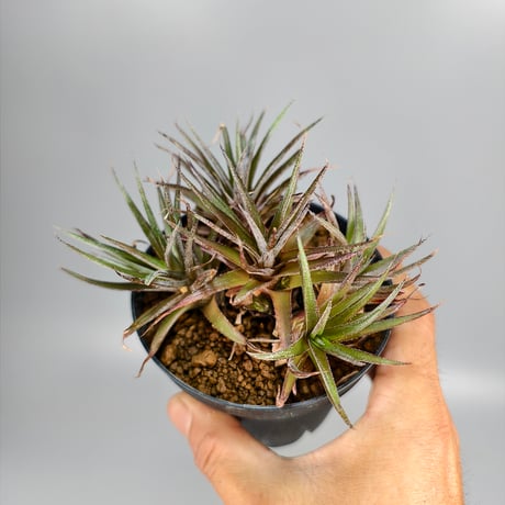 xDyckophytum Dyckia hedingii spineless x Orthophytum (Mutation)