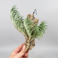 Tillandsia araujei