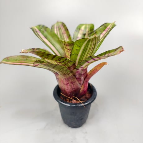 Neoregelia 'Moonlight Huge' (Dyn-O-Mite × Chiquita Linda)