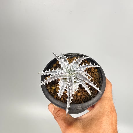 Dyckia Little Wing Bromeliad Cultivar Register (16648) Otto Bromeliad Hybrid