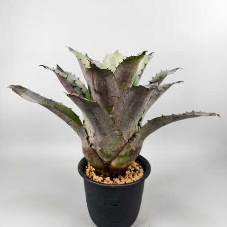 Hohenbergia Black Rose