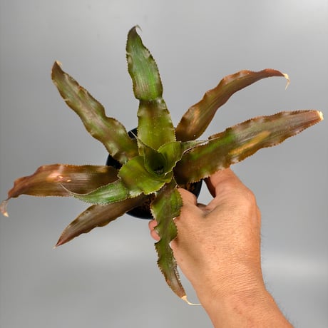 Cryptanthus 'Martini Olive' Bromeliad Cultivar Register (10186)