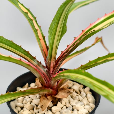 Aechmea magdalenae 'Quadricolor'