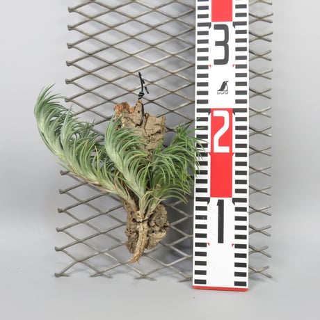 Tillandsia araujei