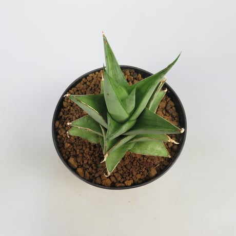 Sansevieria Tuxedo from Yoky plant