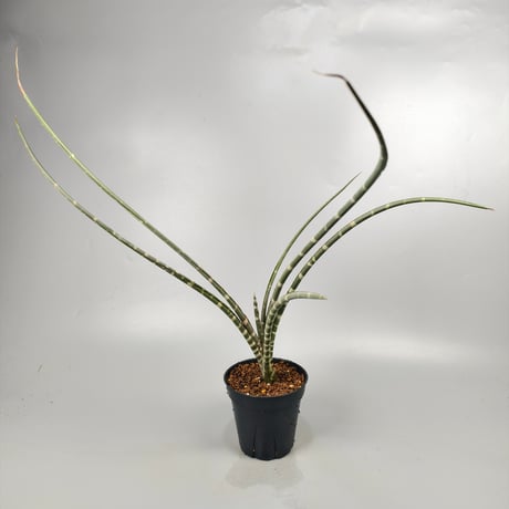 Neoglaziovia variegata