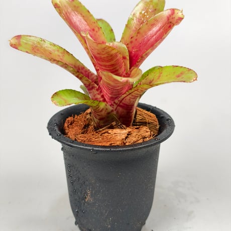 Neoregelia Wild Tiger x Chiquita Linda