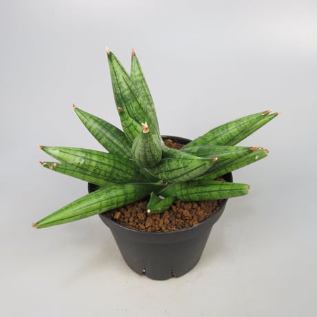Sansevieria YaYa
