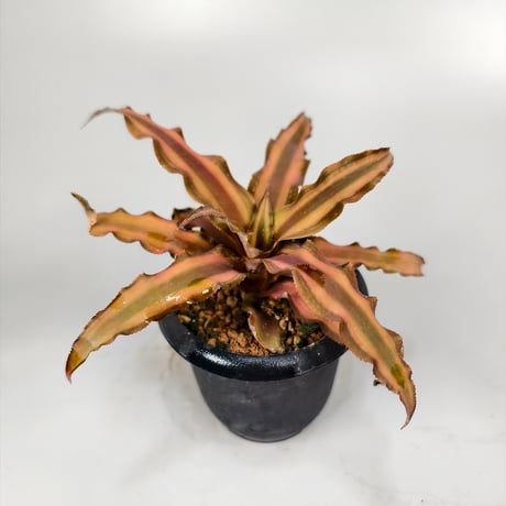 Cryptanthus bivittatus 'Pink Star'  and 'Brown Star'