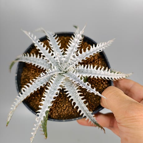Dyckia ‘Trishūla’ Sueb Hybrid