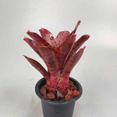 Neoregelia punctassima rubra x Hot Ember