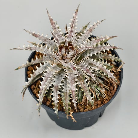 Dyckia Fountain × (SSH × RRP)  #N026