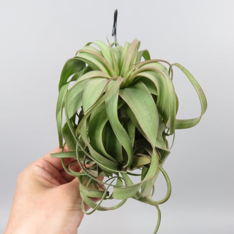 Tillandsia 'Eric Knobloch'