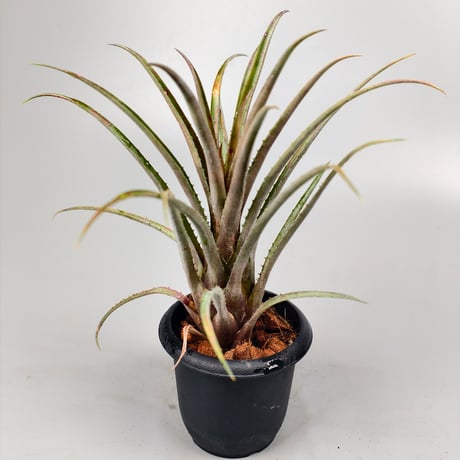 Aechmea guaratubensis
