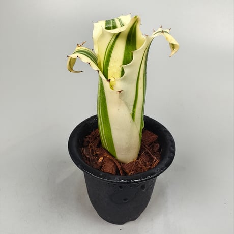 Hohenbergia Karla (BCR11568) ex Hermann Prinsler