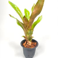 Quesnelia edmundoi ver. rubrobractata