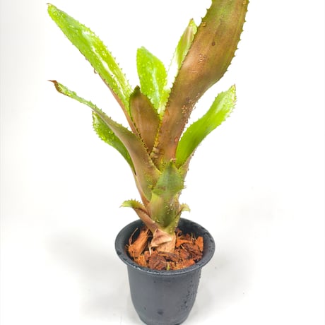 Quesnelia edmundoi ver. rubrobractata