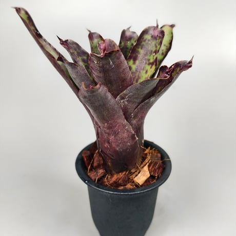 Neoregelia Ariel　Bromeliad Cultivar Register (2971)