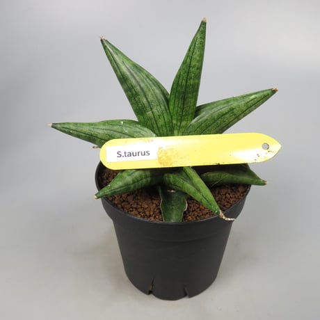 Sansevieria Taurus from Yoky plant