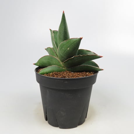 Sansevieria Noah's Ark from Yoky plant