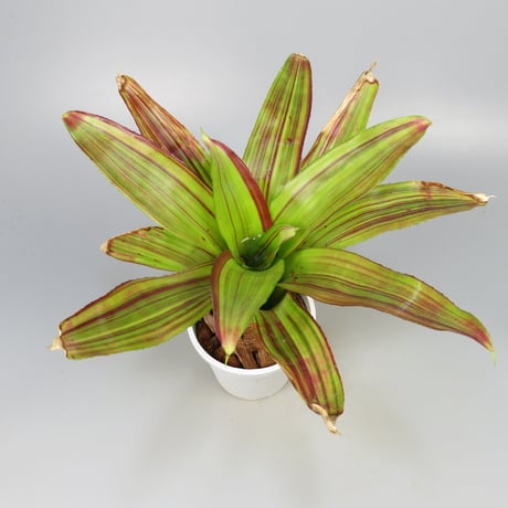 Neoregelia 'Amazing Grace' Bromeliad Cultivar Register (2897)