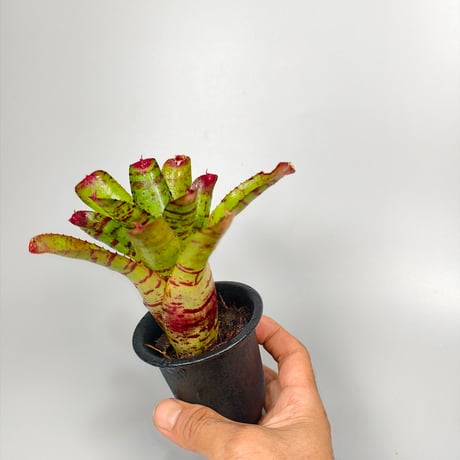 Neoregelia Little Faith Bromeliad Cultivar Register (5446)