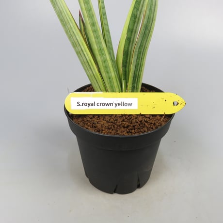 Sansevieria Royal Crown yellow variegated from Yoky plant