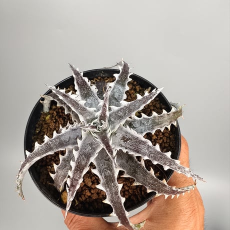 Dyckia Evil Wing Otto Bromeliad Hybrid
