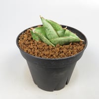 Sansevieria San Luk from Yoky plant