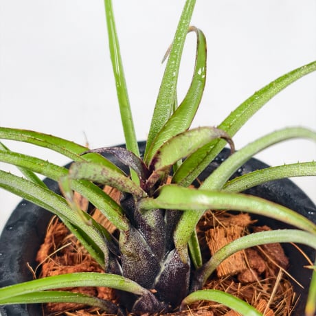 Aechmea recurvata Blackie